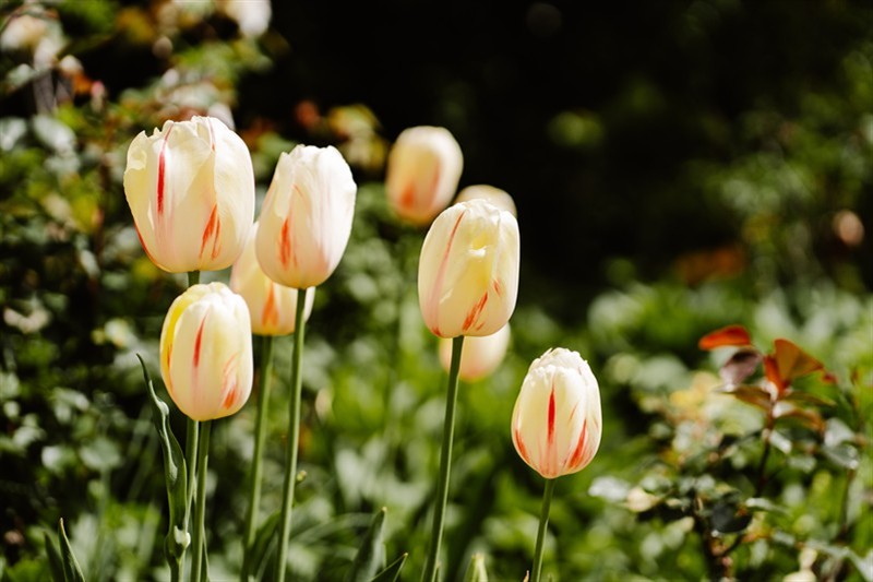 Hanmer Springs Fete & Hurunui Garden Festival